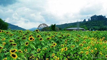 金色螳川