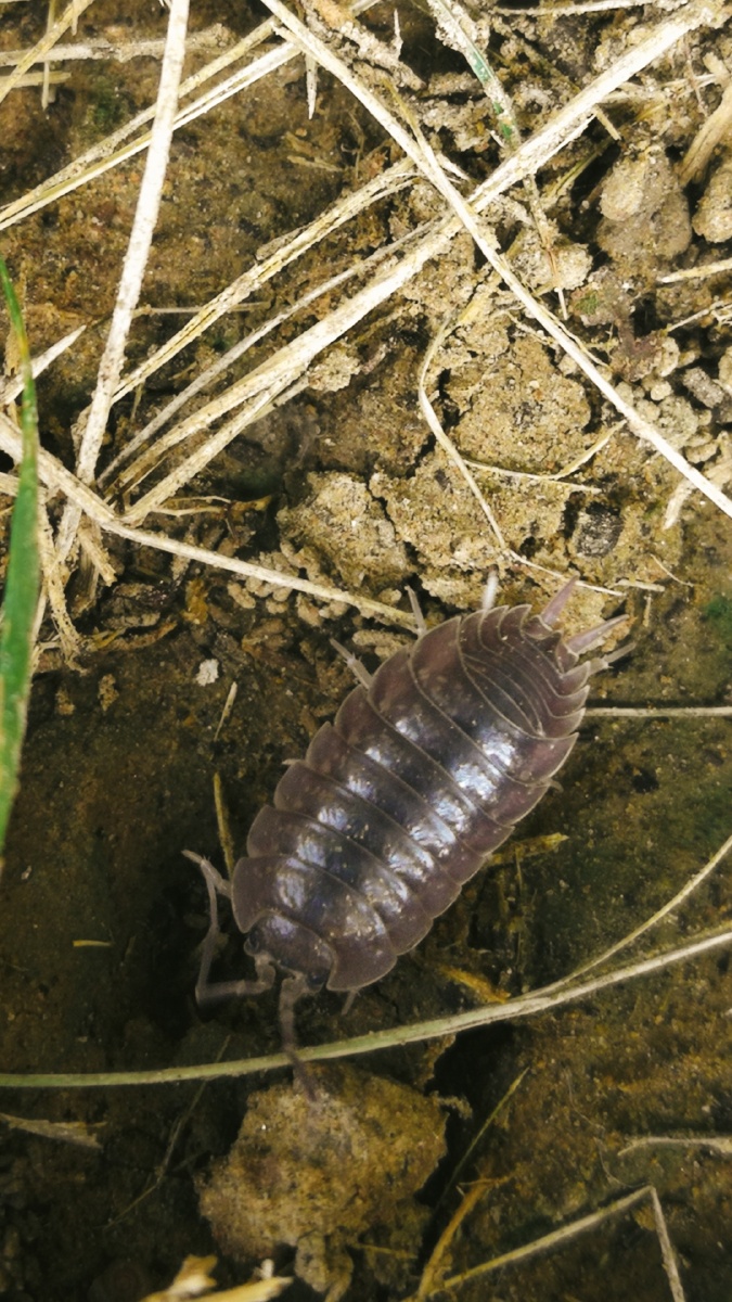 很常见,小时候一直叫它湿潮虫,谁知道它的大名?