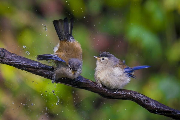 羊哥的最新作品
