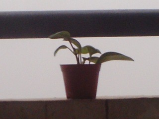 PICT0225.JPG