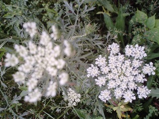 PICT0168.JPG