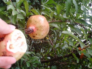 PICT0177.JPG
