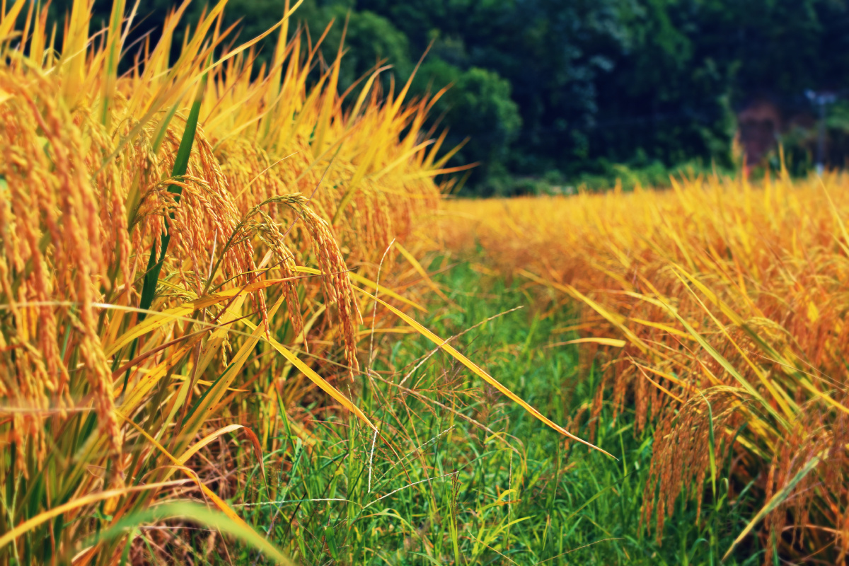 金色的秋天收获的季节