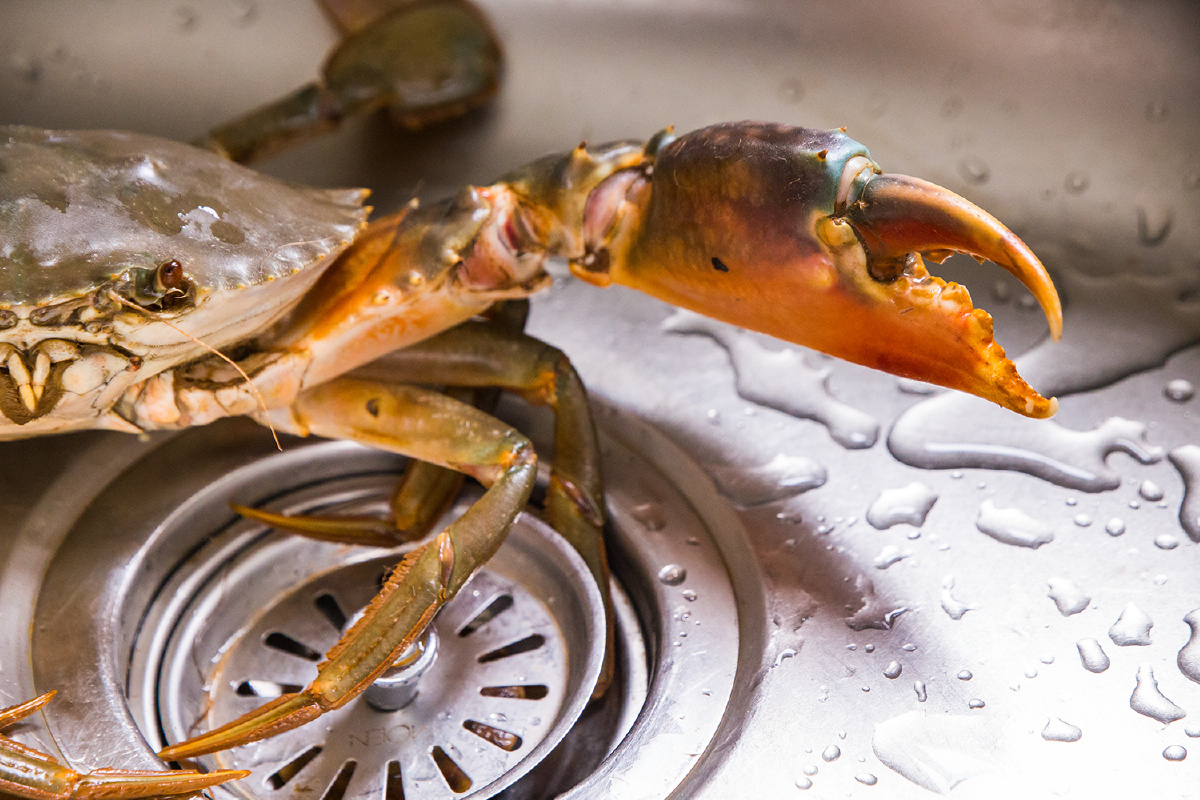 张牙舞爪大螃蟹