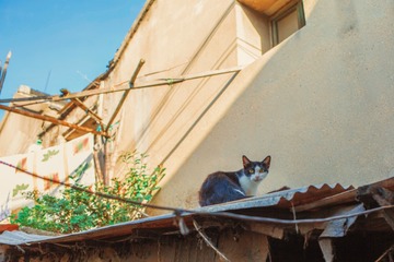 屋顶的小猫