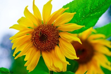 IMGP0146-3.JPG
