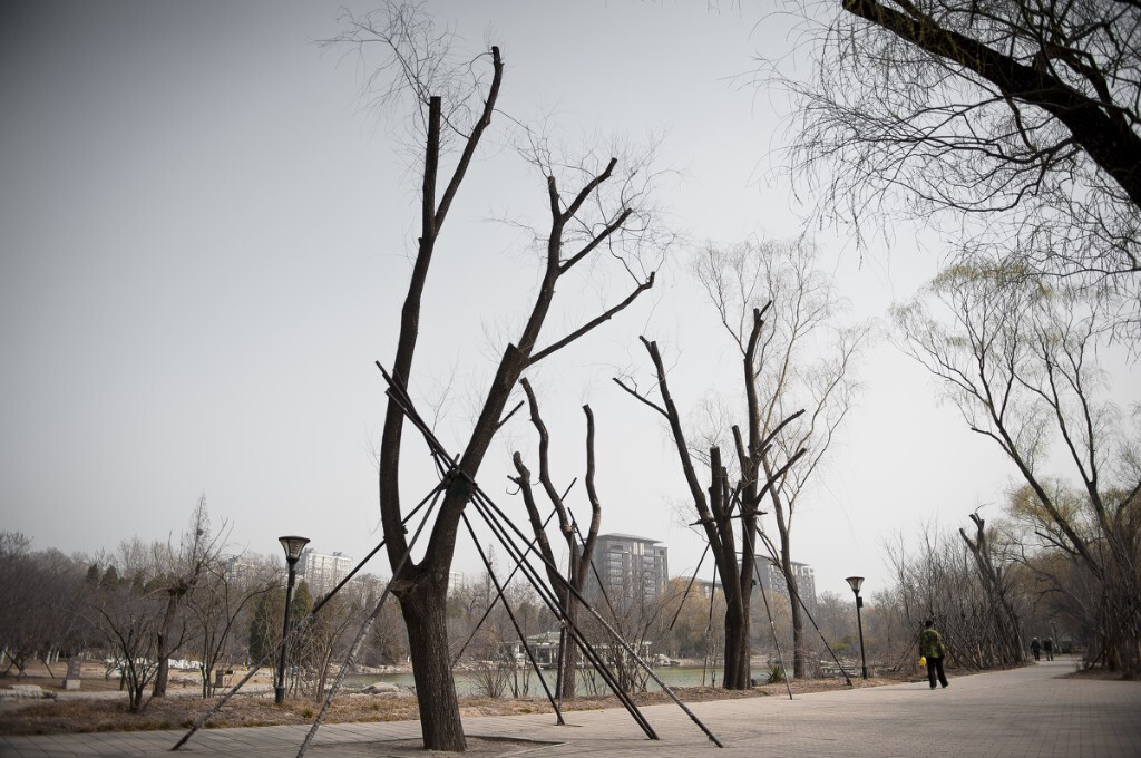 外乡的人将外乡的树扎根在了繁华的帝都，自己却还在这繁华的都市中游荡。