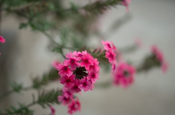 _IGP6881-1