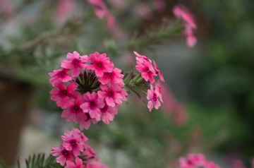 _IGP6882-1