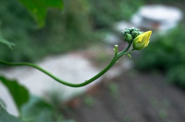 _IGP6884-1