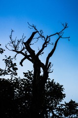 _IGP6904-1