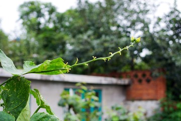IMGP6889-1