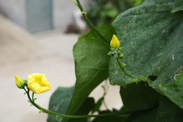 IMGP6890-1