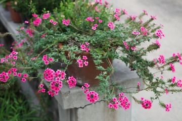 IMGP6891-1