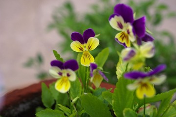 IMGP6896-1