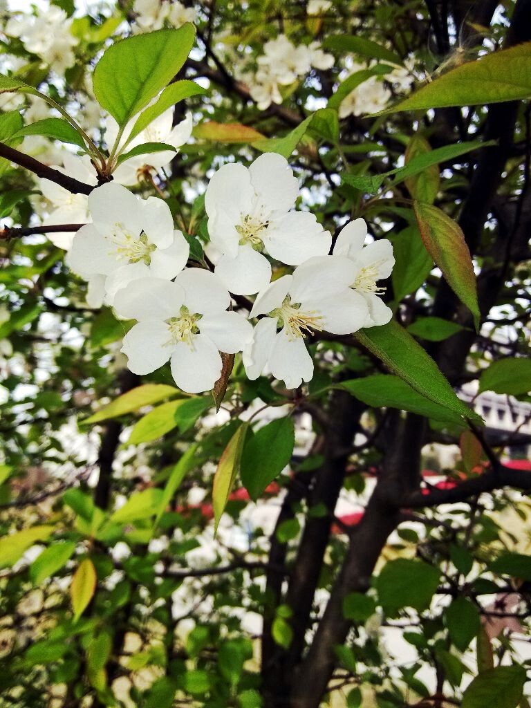 炎炎夏日，见此清新宜人花色，顿感心情舒缓和畅。
