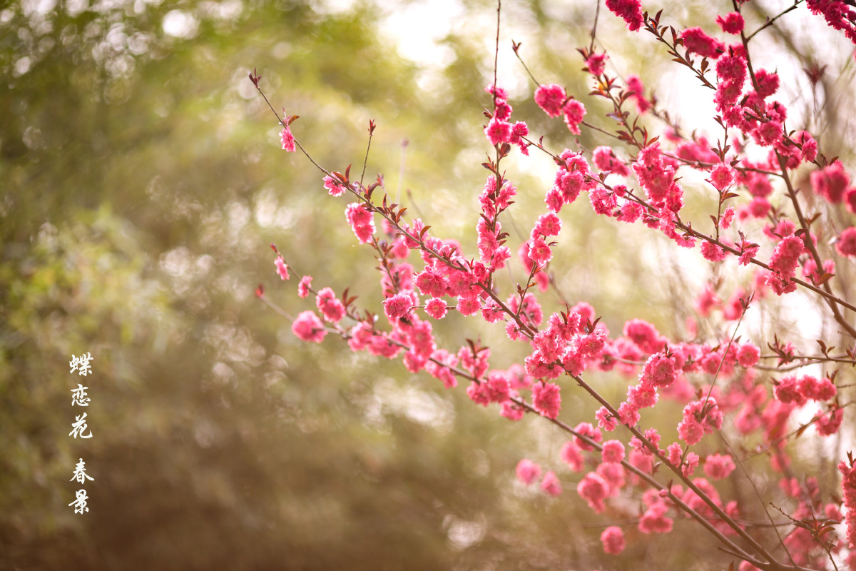 蝶恋花春景