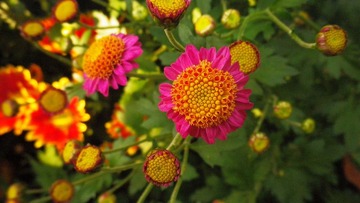 IMGP6942.JPG