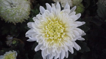 IMGP7011.JPG