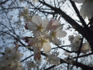 樱花