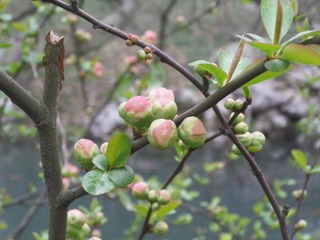 花苞