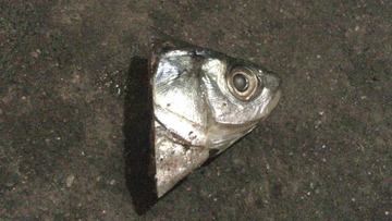 DSC_0017.jpg