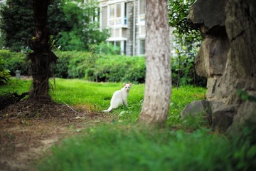 LIEF0806