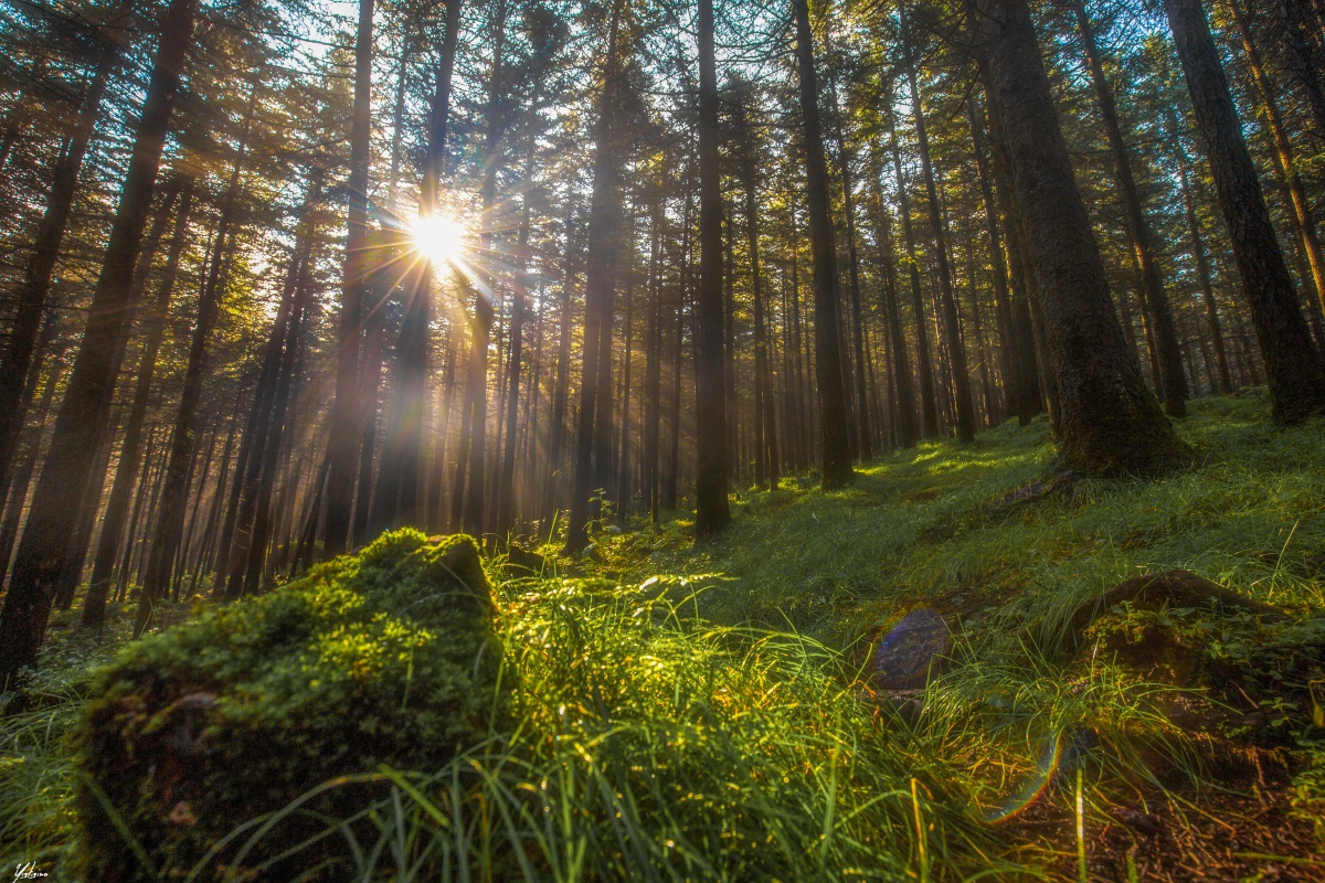 破土而出生机勃勃鲜嫩欲滴引人入胜