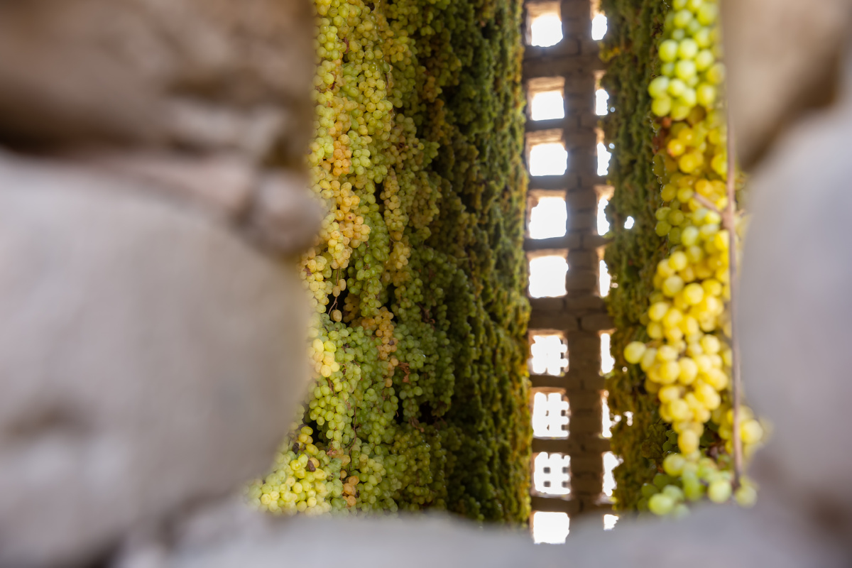 葡萄干晾晒过程