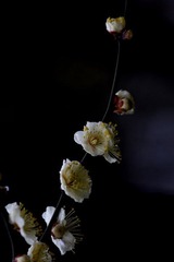 _MG_5217.jpg