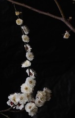 _MG_5504.JPG