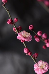 _MG_5593.JPG