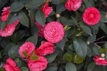_MG_8140.JPG