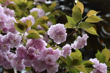 _MG_8171.JPG