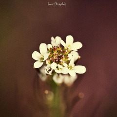 About Vegetation
