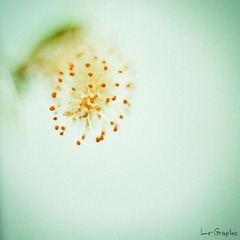 About Vegetation