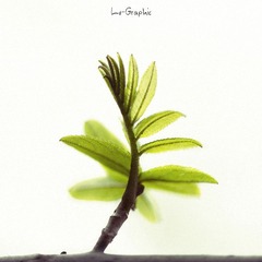 About Vegetation