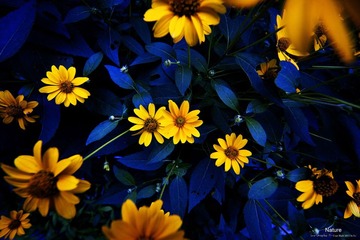 野菊花