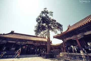 The Forbidden City