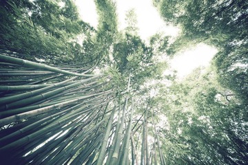 竹林