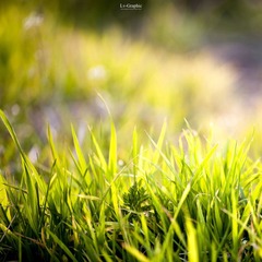 香菜君