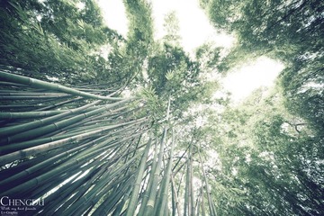 竹林