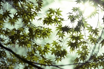 治愈的阳光