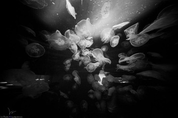 漂浮着的烂漫