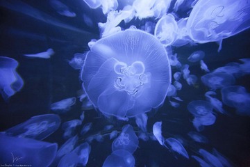 漂浮着的烂漫2