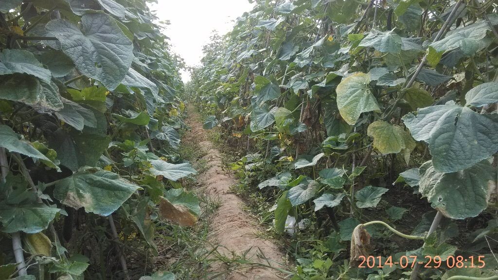 田间种植的黄瓜。菜农幸亏照料半年，付出很大的心血。却挣不了多少钱