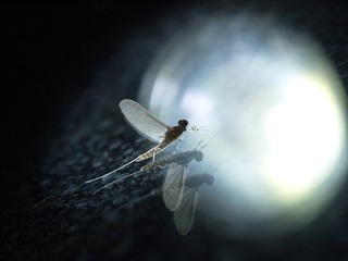 P7153954