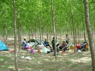 河边树林里很凉爽