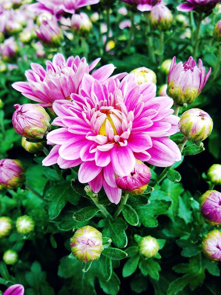 花开富贵