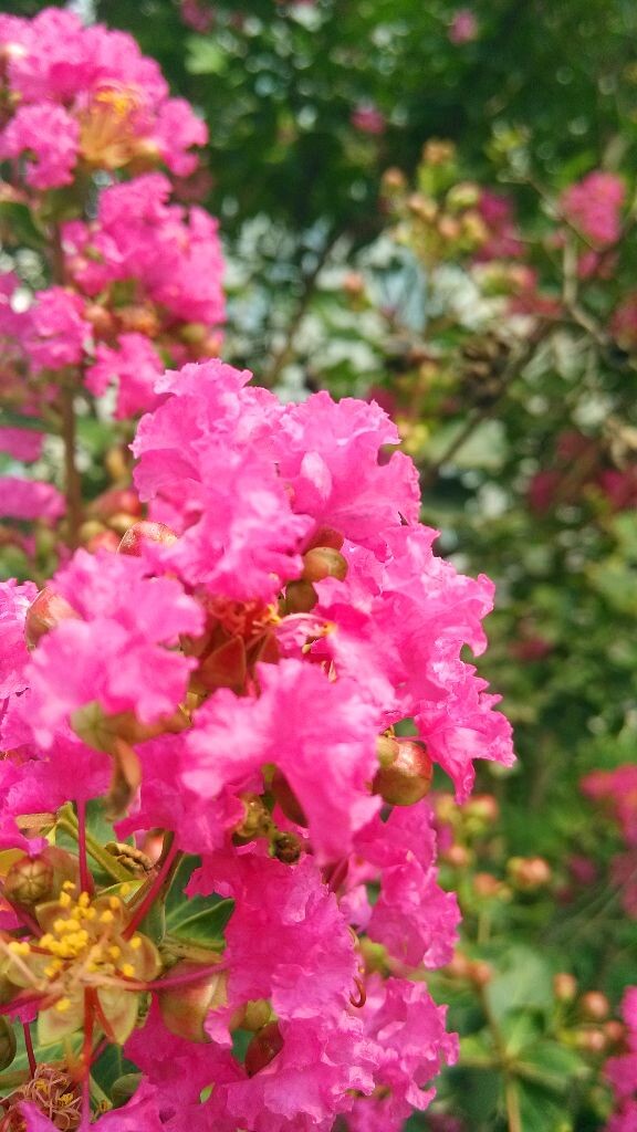 花儿
